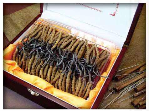 宁德冬虫夏草回收?